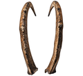 Bezoar Steinbock 1 - 76cm Schlauchlänge