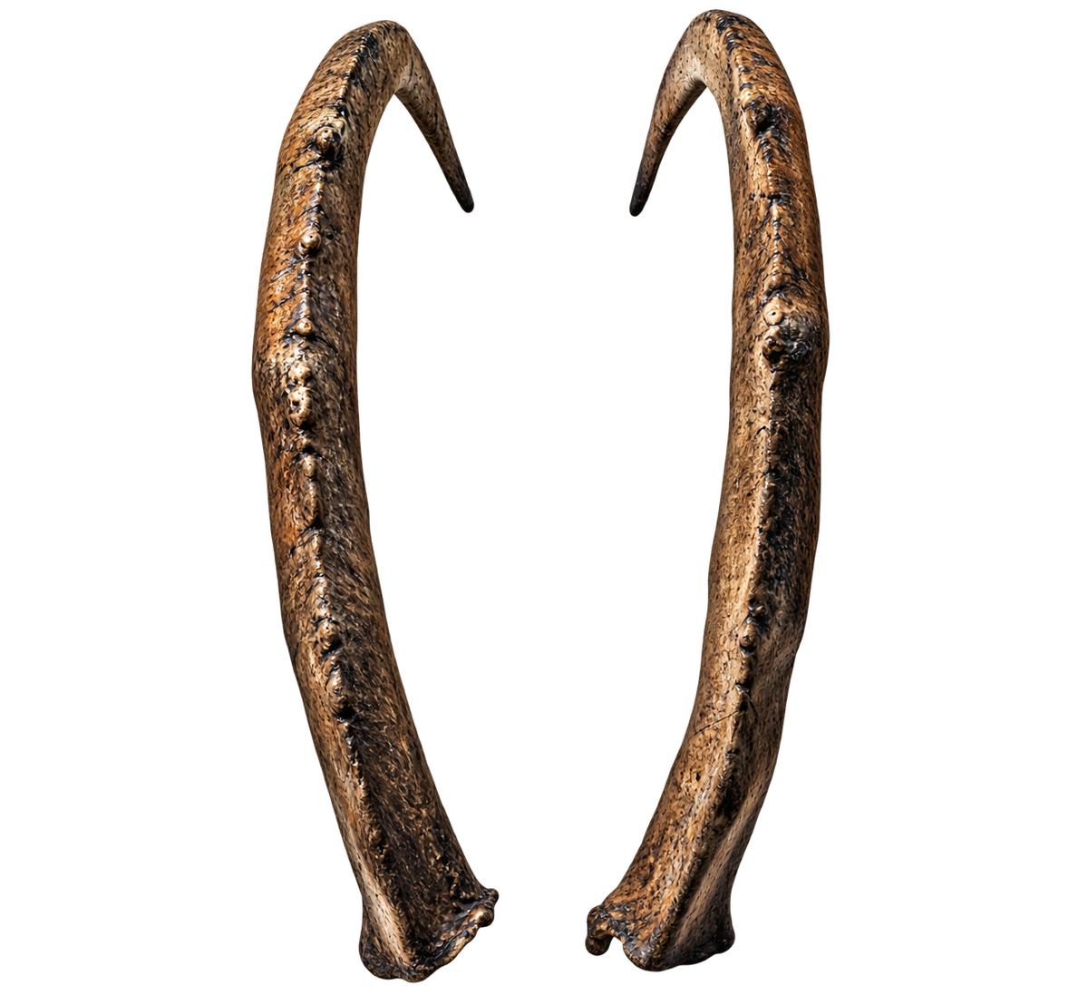 Bezoar Steinbock 1 - 76cm Schlauchlänge