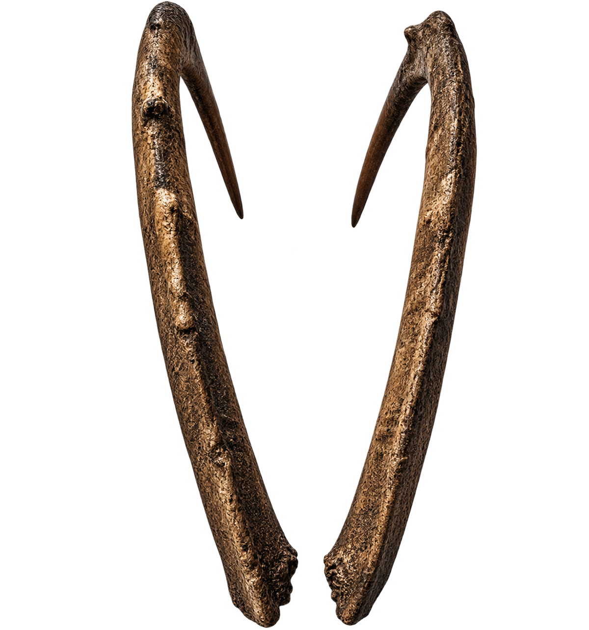 Bezoar Steinbock 2 - 87cm Schlauchlänge