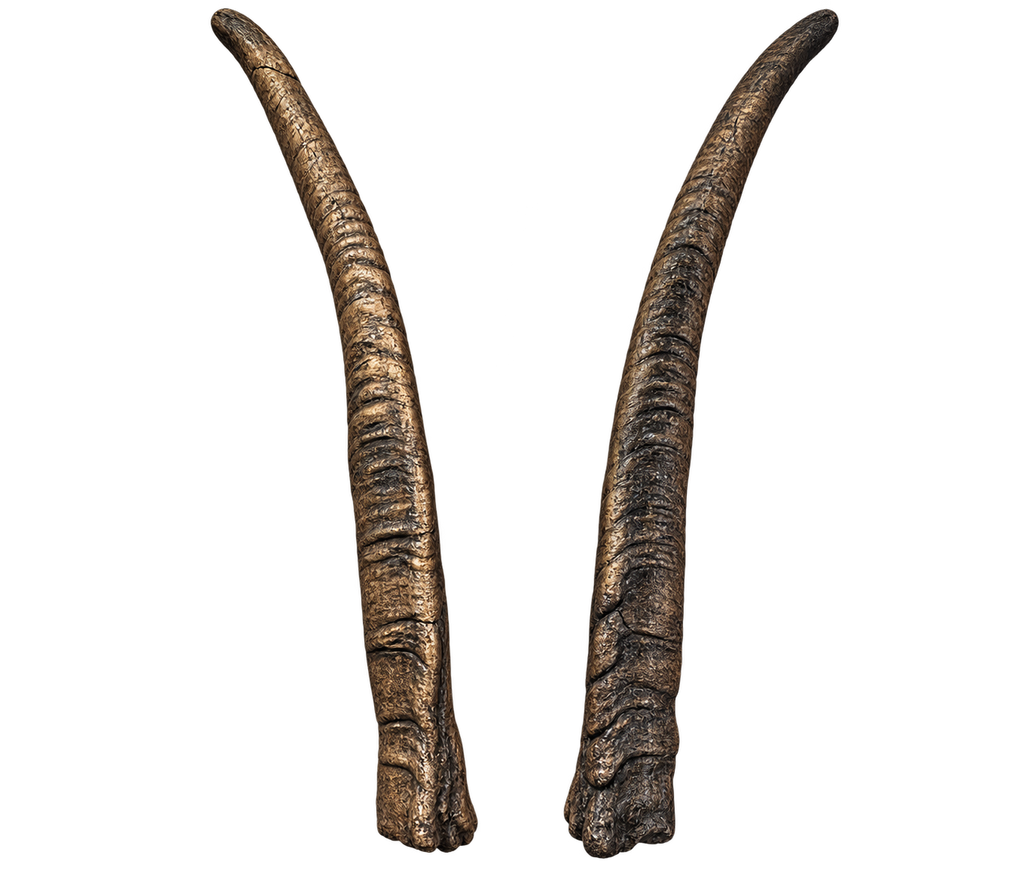 Geiss 1 - 33cm Schlauchlänge