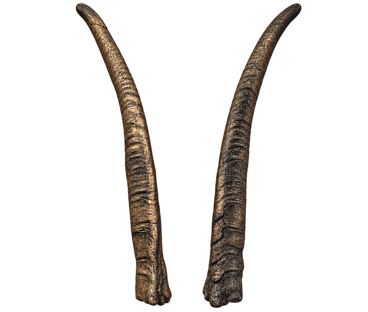 Geiss 1 - 33cm Schlauchlänge