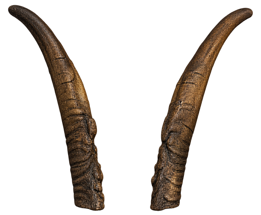 Geiss 3 - 36cm Schlauchlänge