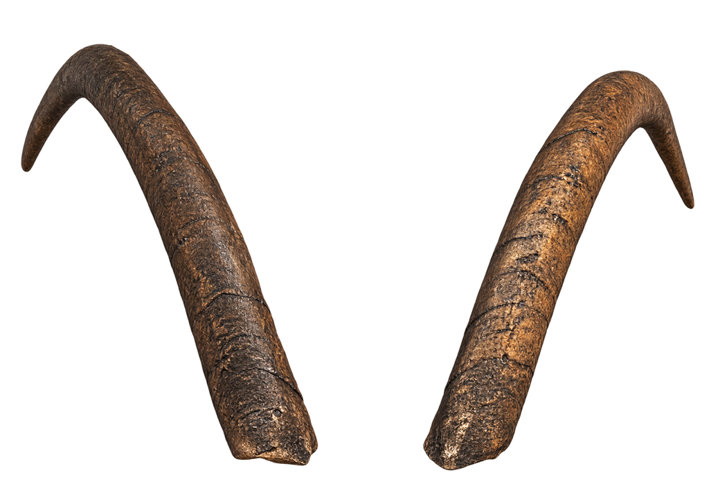 Geiss 4 - 34cm Schlauchlänge