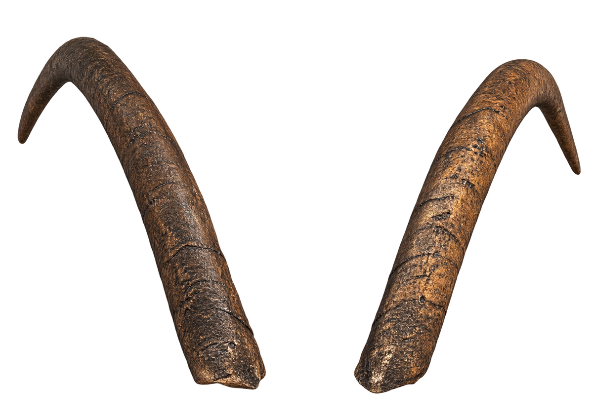 Geiss 4 - 34cm Schlauchlänge