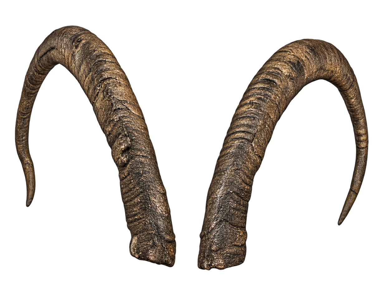 Geiss 5 - 45cm Schlauchlänge