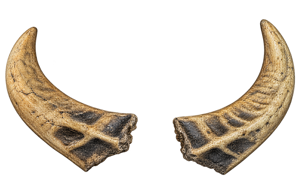 Wasserbüffel 2 - 27cm Schlauchlänge