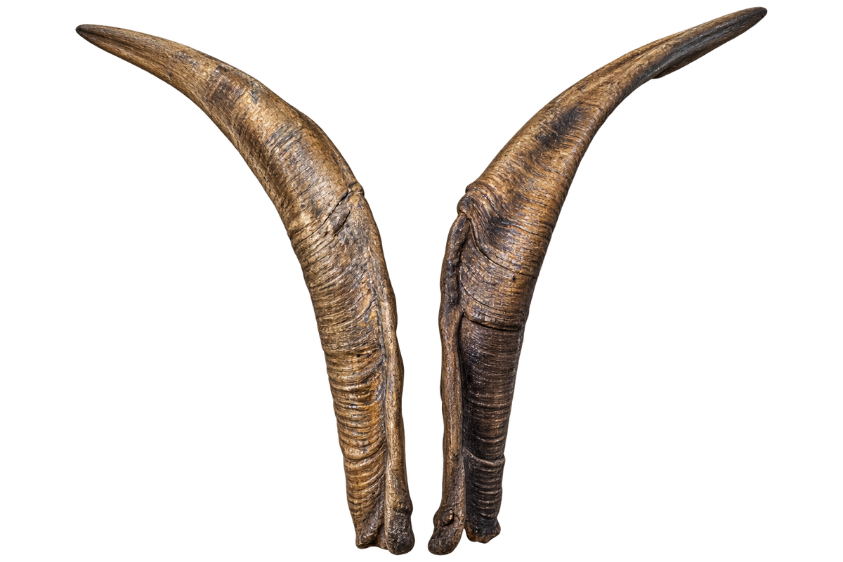 Ziegenbock heim. GR4 - 87cm Schlauchlänge