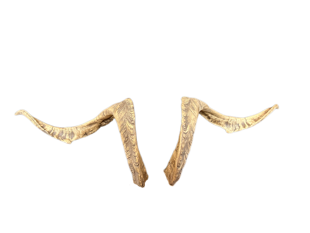 Ziegenbock heim. GR7 - 111cm Schlauchlänge