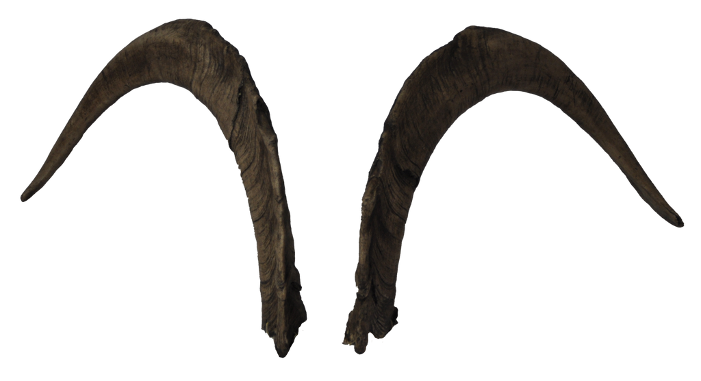 Ziegenbock heim. M1 - 76cm Schlauchlänge
