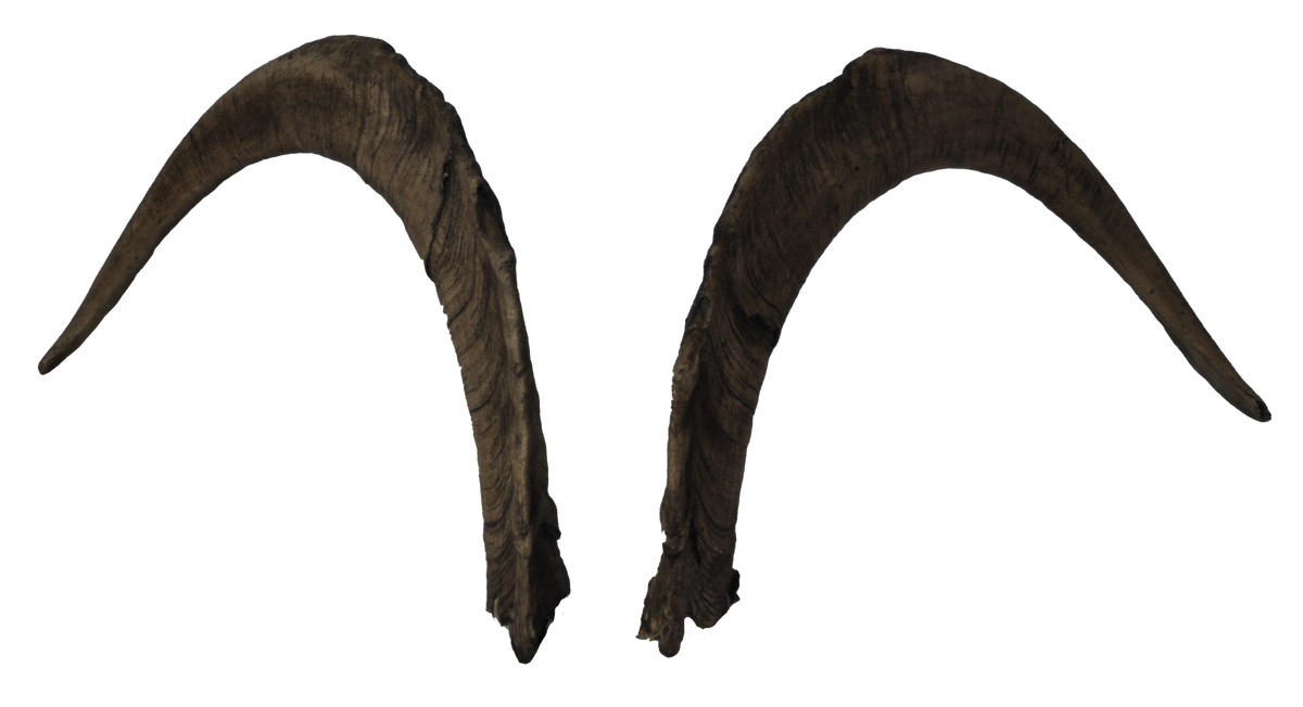 Ziegenbock heim. M1 - 76cm Schlauchlänge