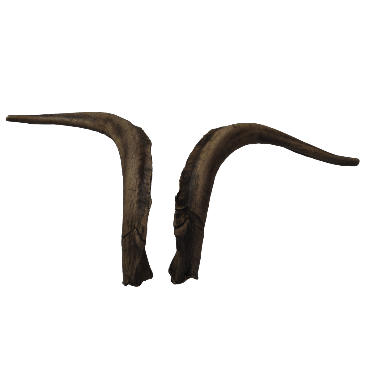 Ziegenbock heim. klein (3) - 63cm Schlauchlänge