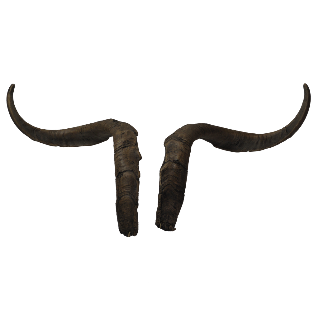 Ziegenbock heim. klein (6) - 67cm Schlauchlänge