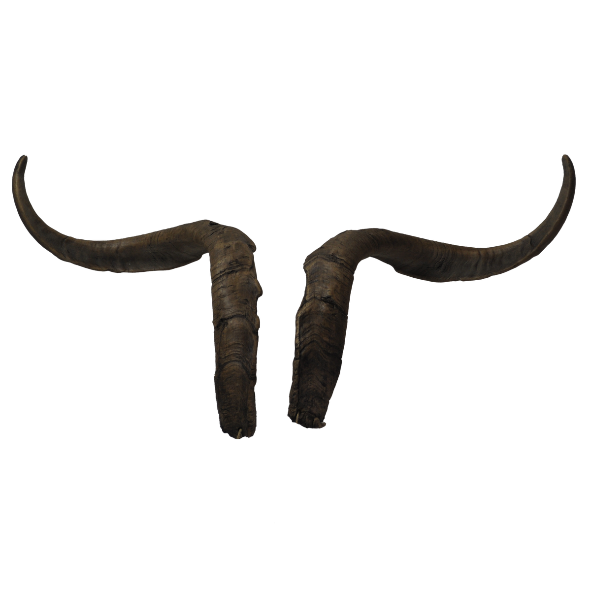 Ziegenbock heim. klein (6) - 67cm Schlauchlänge