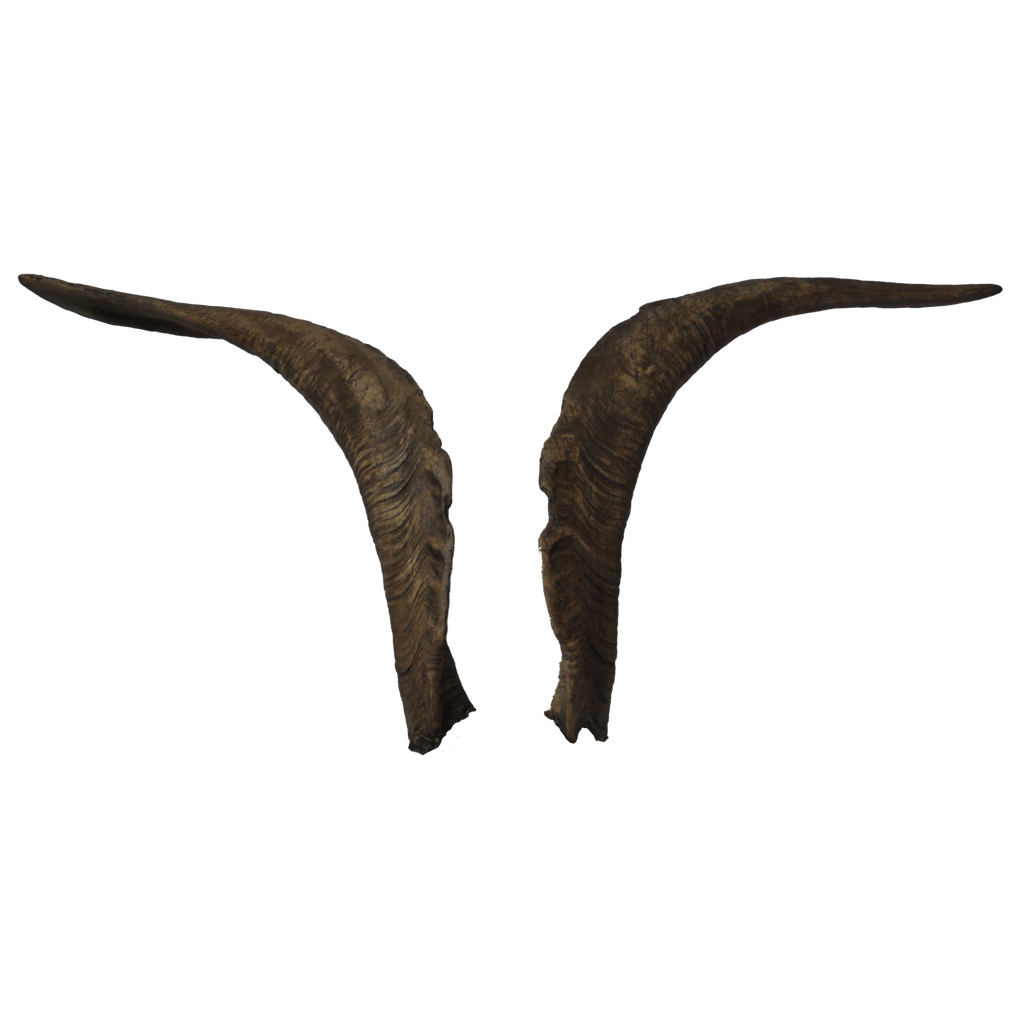 Ziegenbock heim. M2 - 69cm Schlauchlänge