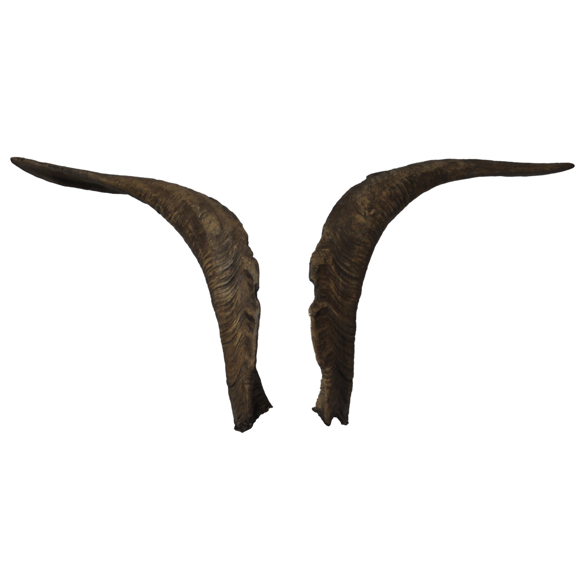 Ziegenbock heim. M2 - 69cm Schlauchlänge