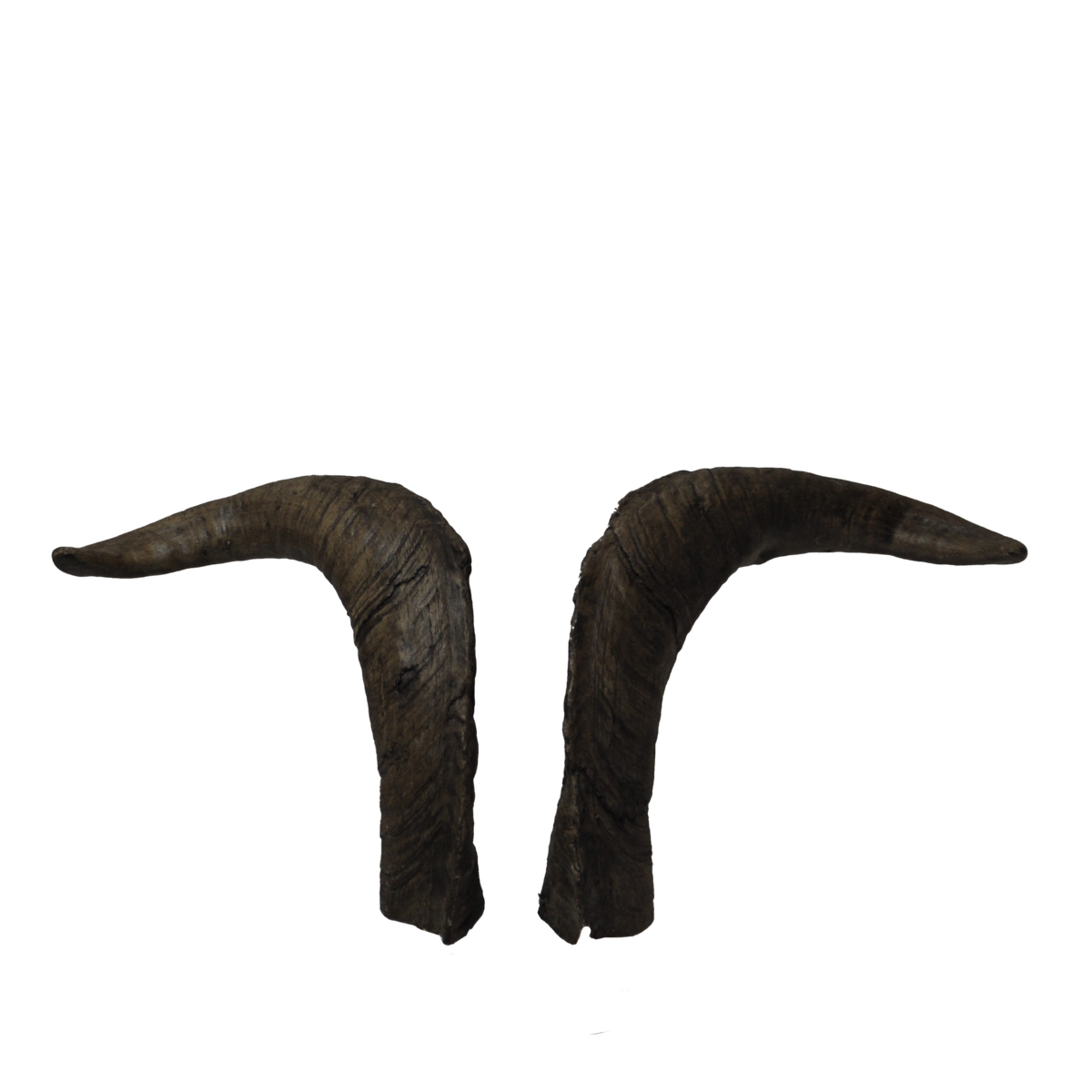 Ziegenbock heim. klein (4) - 47cm Schlauchlänge