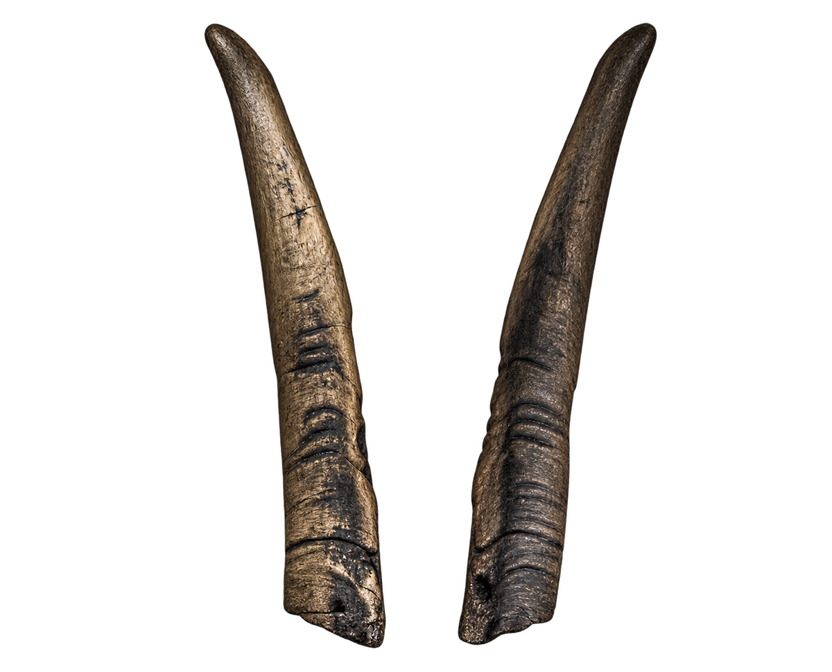 Zwergziege Geiss - 22cm Schlauchlänge
