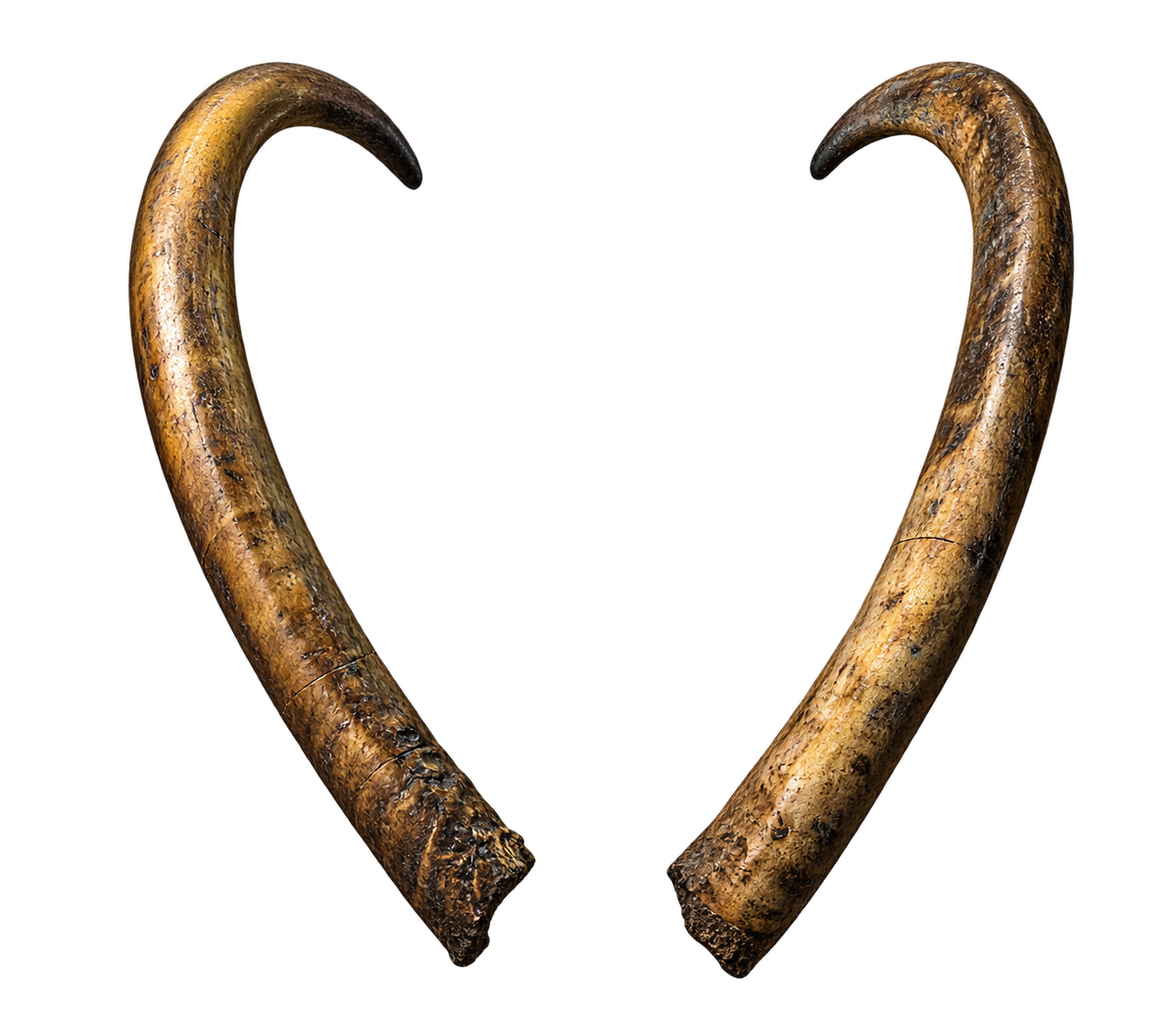 Asiatischer Wasserbüffel 1 - 66cm Schlauchlänge